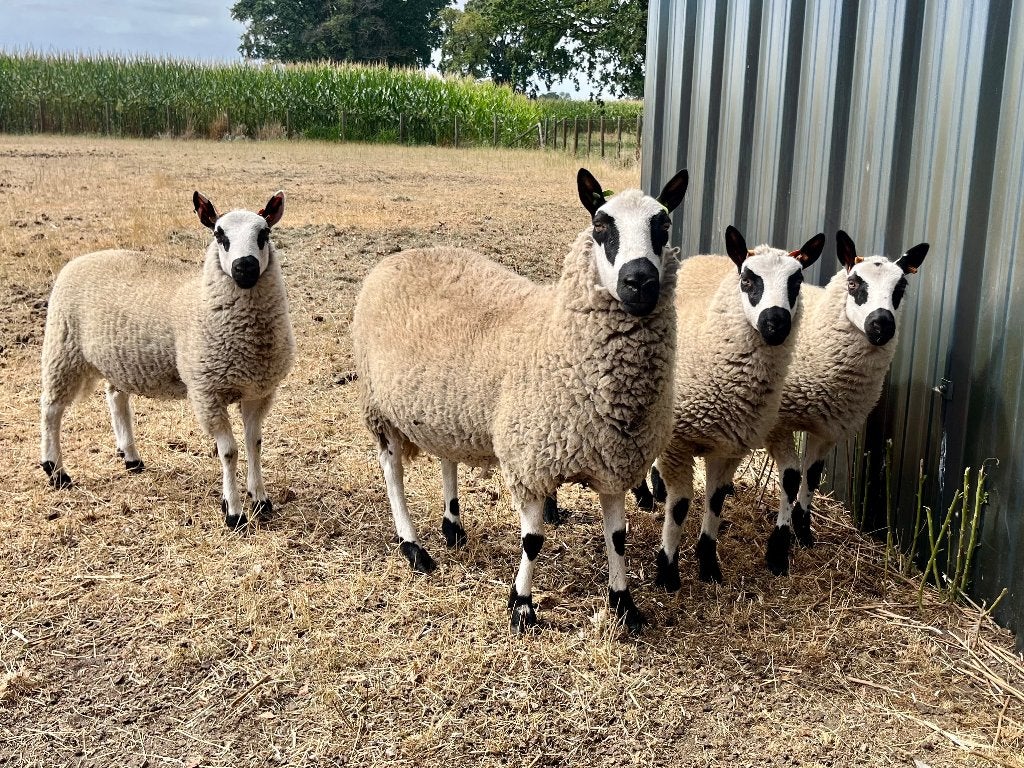 Kerry hill ooi, ooilam, ramlammeren, Plusieurs animaux, Mouton, 0 à 2 ans