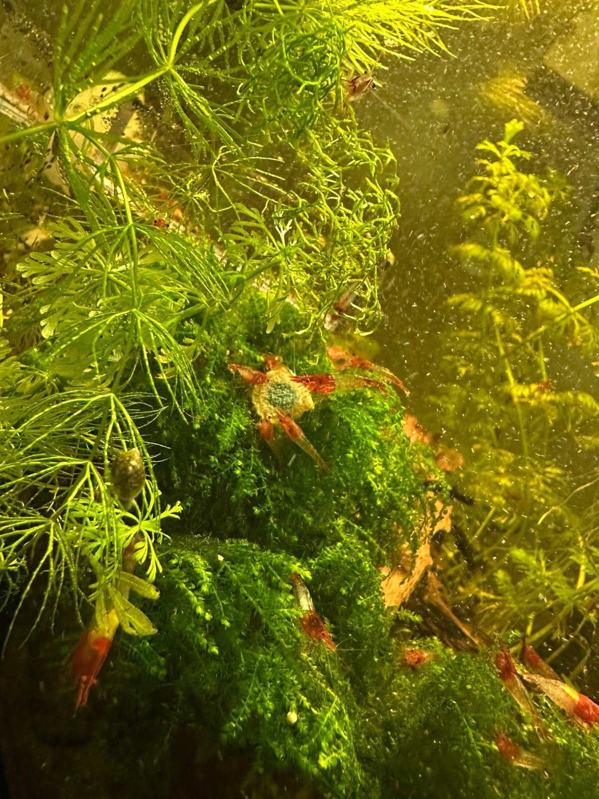 Neocaridina Davidi rilli red, Kreeft, Krab of Garnaal, Zoetwatervis, Schoolvis