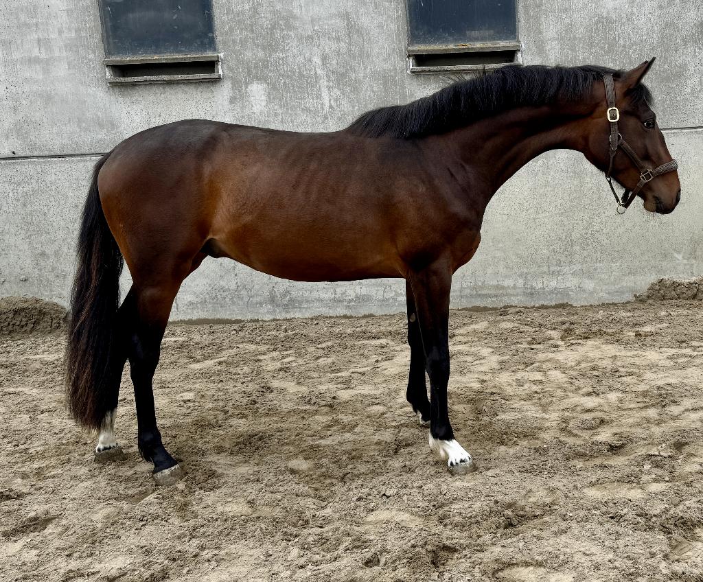Beloftevolle 2-jarige ( Oganito Sitte x Tangelo ), Dieren en Toebehoren, Paarden, Springpaard, Met stamboom, 0 tot 2 jaar, Hengst