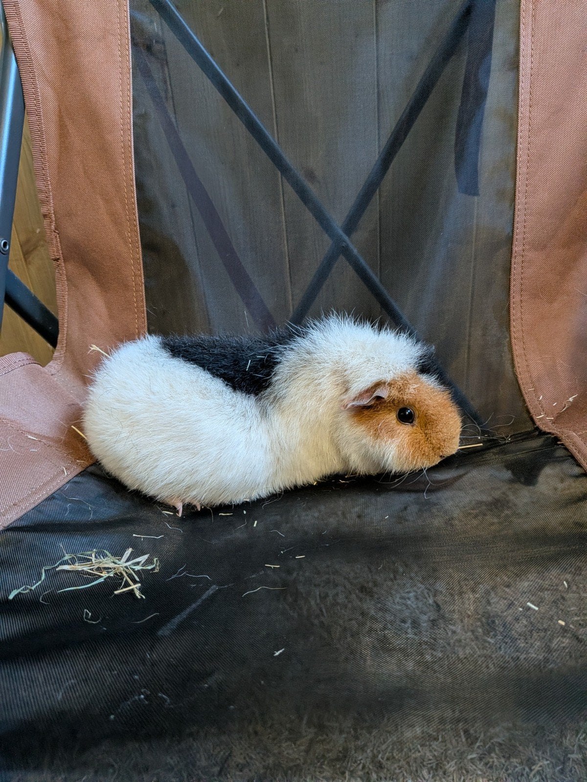 2 us Teddy cavia zeugjes, Dieren en Toebehoren, Maart, Cavia