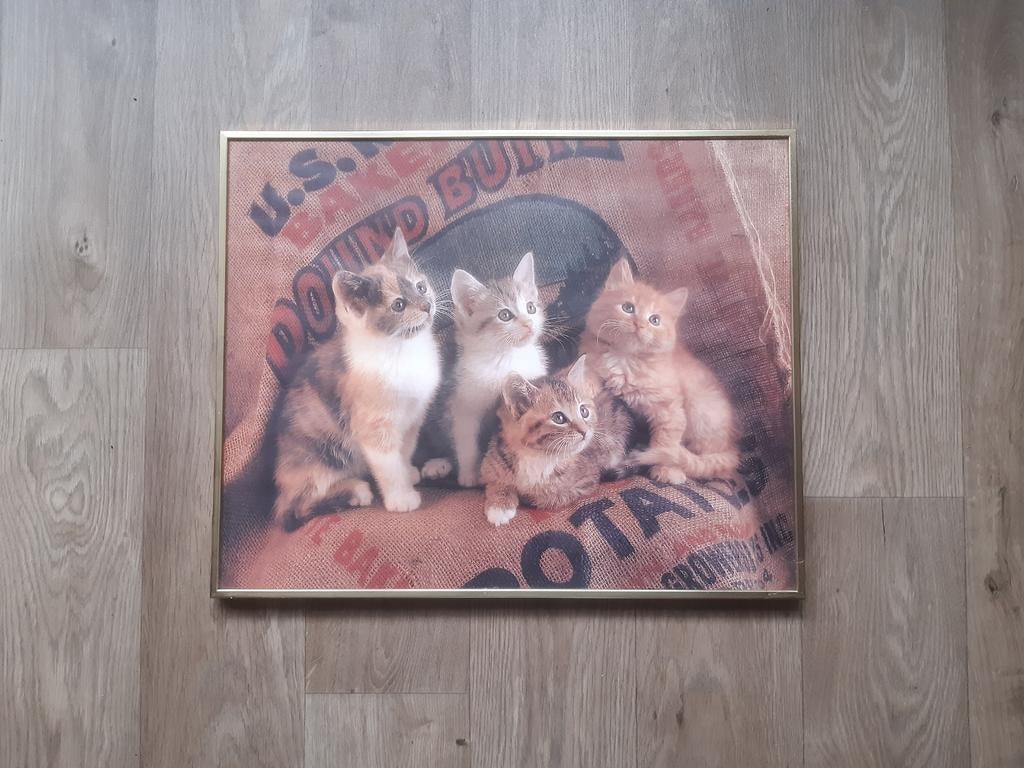 Poster 🐈 🐈‍⬛  in kader , 50 - 40, Ophalen of Verzenden, Zo goed als nieuw, Foto of Poster