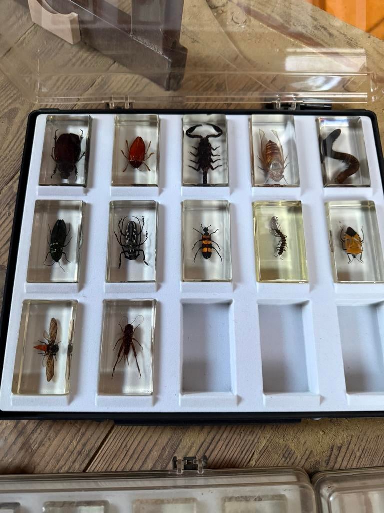 Collection d’insectes et d’arachnides, Enlèvement, Comme neuf