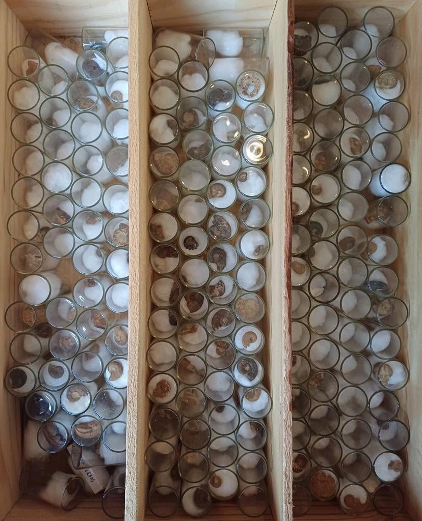 Leuke verzameling van 167 glazen buisjes met fossielen, Verzamelen, Ophalen of Verzenden, Fossiel