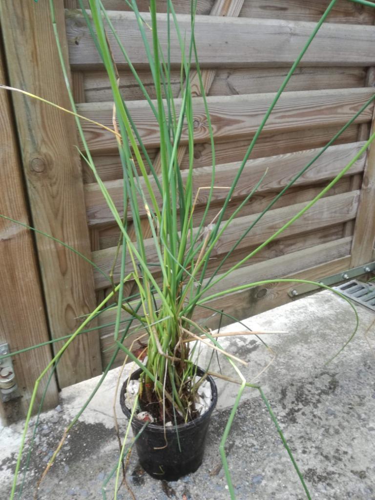 Te koop  Zebrabies ( Ruwe bies zebrinus )vijverplanten, Enlèvement, Neuf