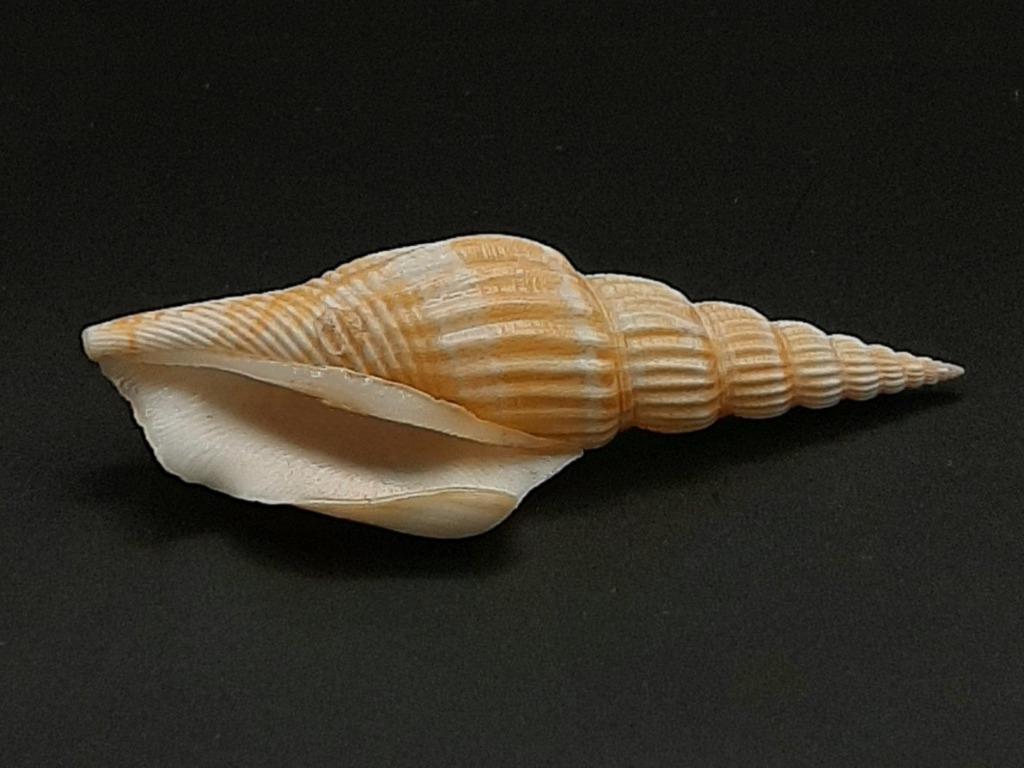 Strombidae Doxander apicatus 82 mm, Enlèvement ou Envoi, Coquillage(s)
