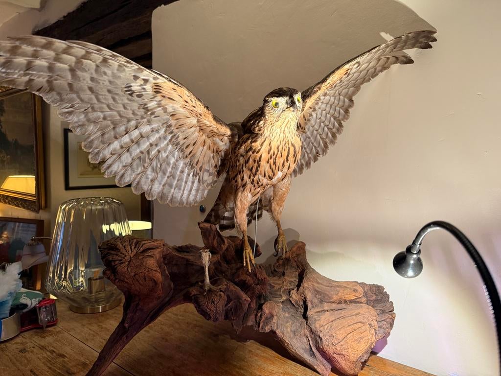 Superbe Buse empaillé - pièce de taxidermie, Enlèvement