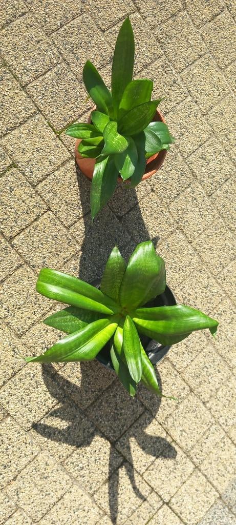 Sanseveria mini luchtzuiveraar, Groene kamerplant, Ophalen of Verzenden, Halfschaduw, Minder dan 100 cm
