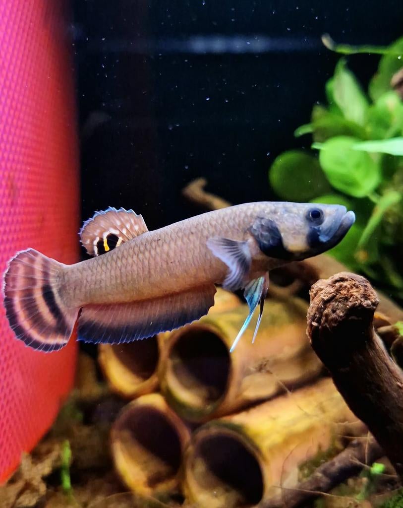 Macrostome de betta sauvage, Poisson, Poisson d'eau douce