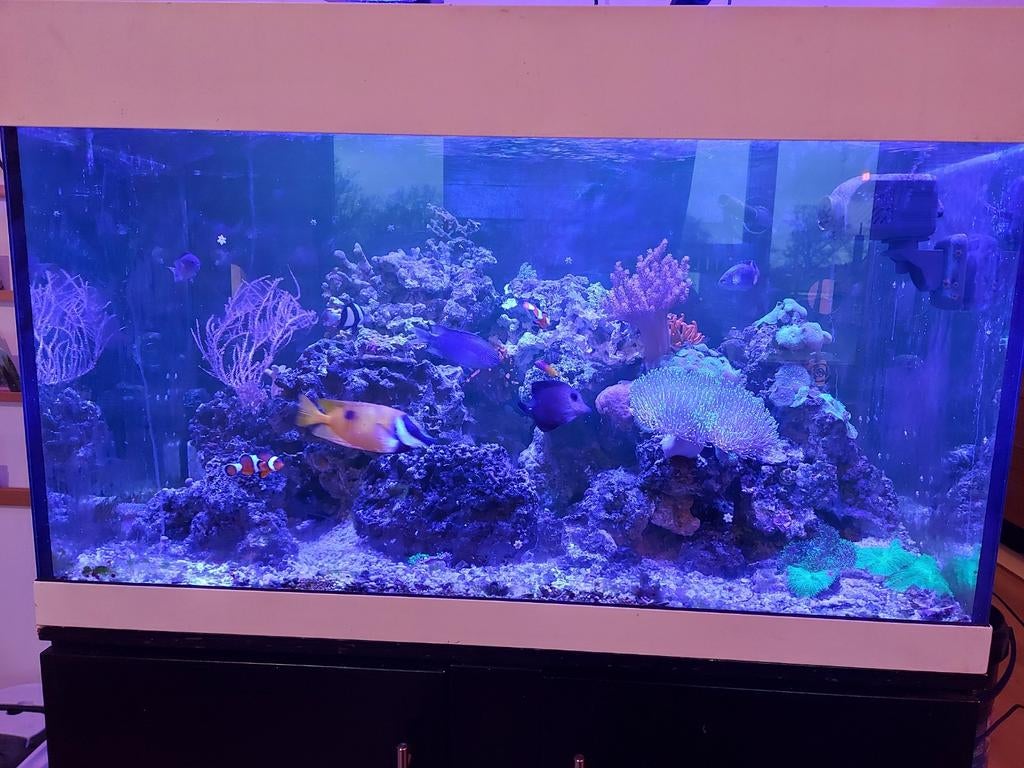 Compleet zoutwater aquarium, Ophalen, Gebruikt, Gevuld zeewateraquarium