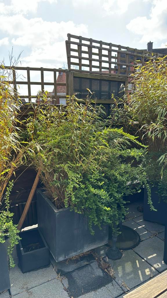 Mooie niet woekerende bamboe met bodembedekker. Excl pot, Ophalen, Vaste plant