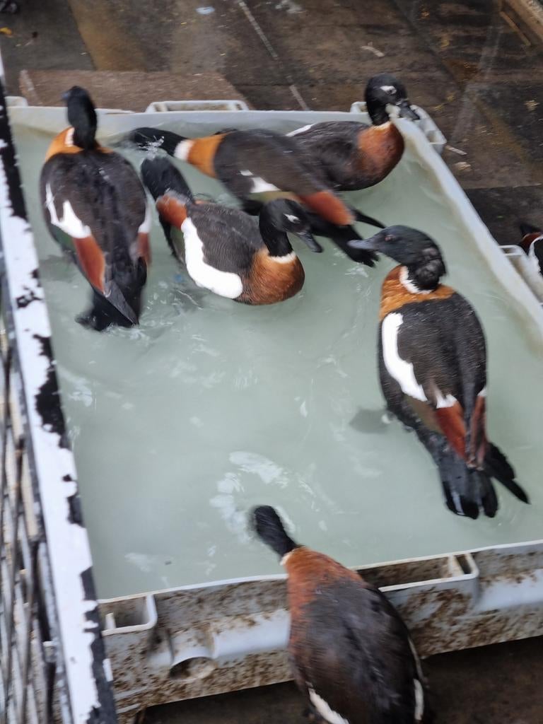 Australische casarca.s gezocht, Dieren en Toebehoren