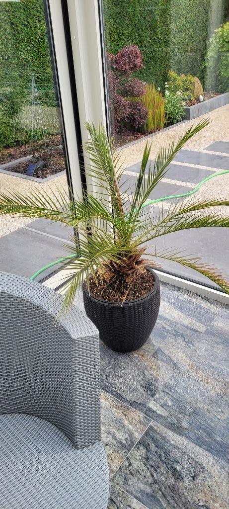Phoenix Acaulis, Tuin en Terras, Bloeit niet, 100 tot 250 cm, Palmboom, Ophalen