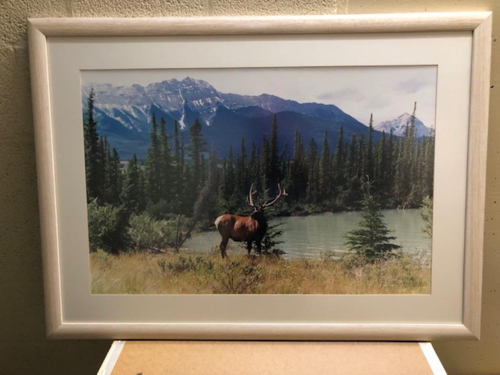 Kader met foto van Wapiti uit Canada, Ophalen, Gebruikt, 50 tot 75 cm, 75 tot 100 cm