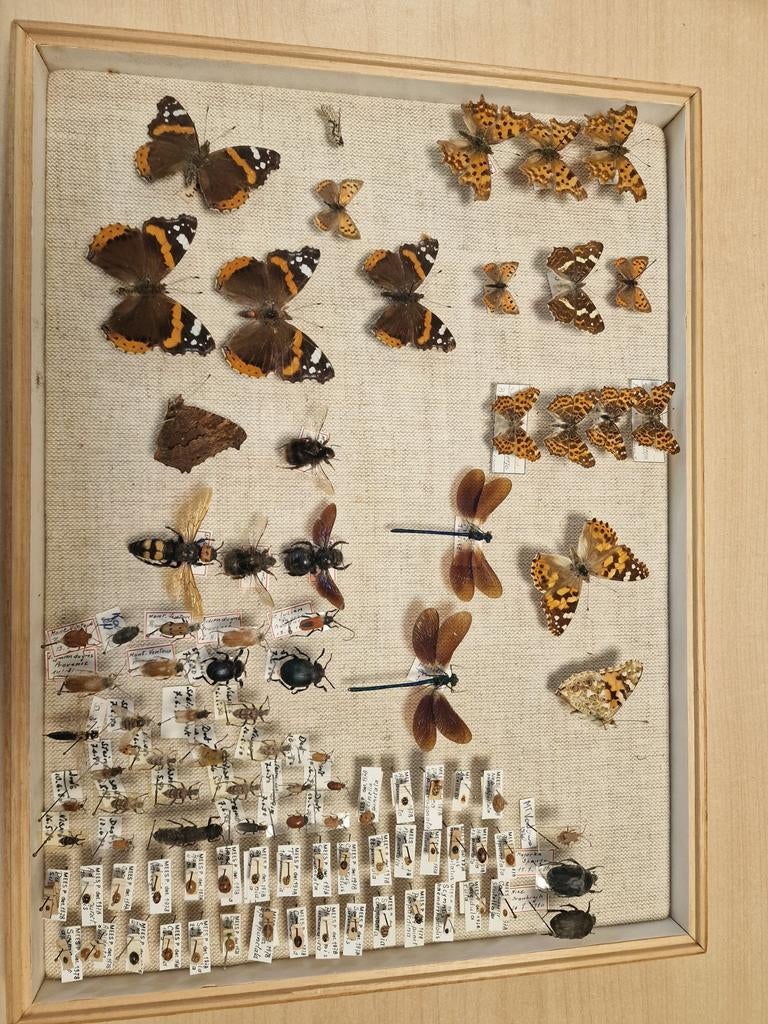 Collection d'insectes des années 70, Collections, Enlèvement ou Envoi