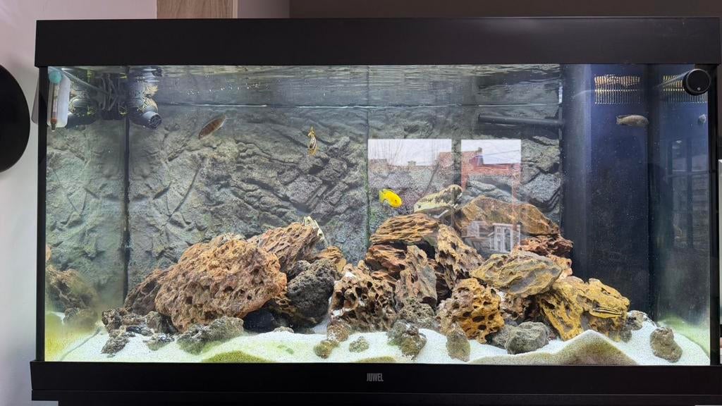 Aquarium, Dieren en Toebehoren, Kreeft, Krab of Garnaal, Zoetwatervis, Schoolvis
