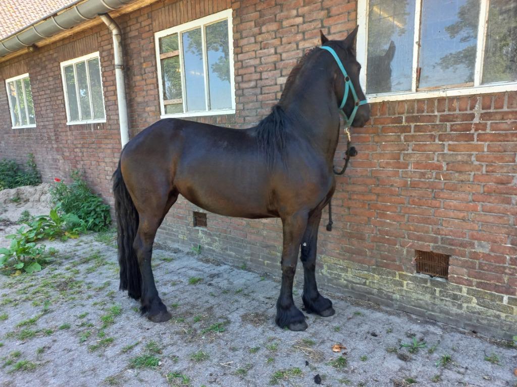 6 jarige friese merrie, Animaux & Accessoires, Chevaux, Plusieurs animaux, Non dressé