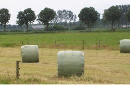 Top Hay spécialement pour les chevaux et les poneys, Enlèvement