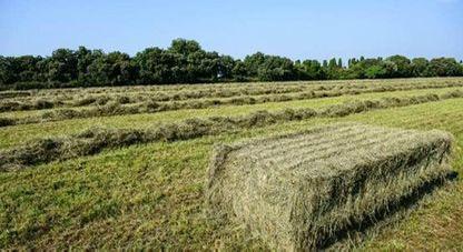 Foin Vert - Origine france! Top qualité !, Articles professionnels, Agriculture | Aliments pour bétail