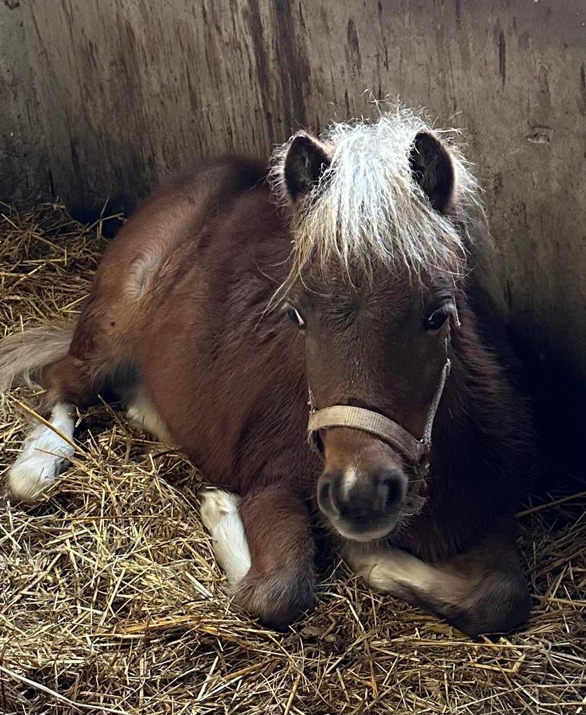 2 hengstjes van 2025, Dieren en Toebehoren, Met stamboom