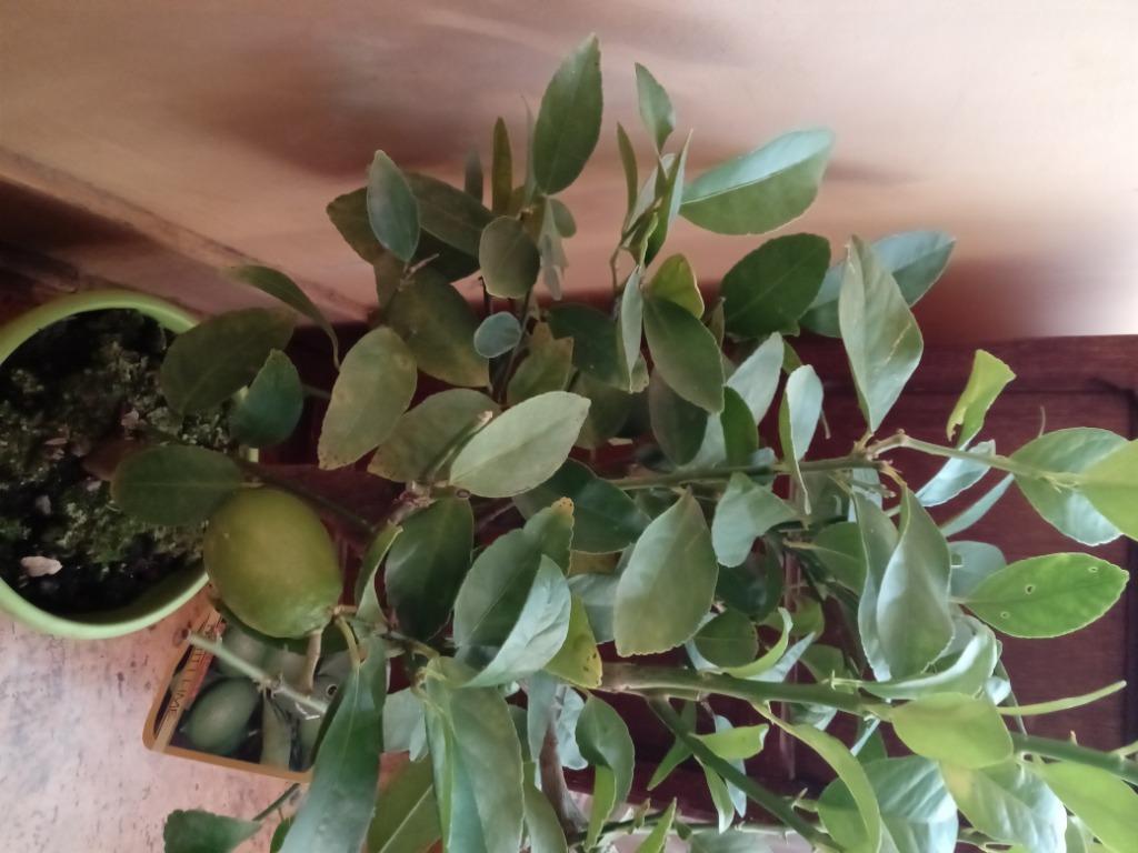 Citronnier, Enlèvement, Citronnier