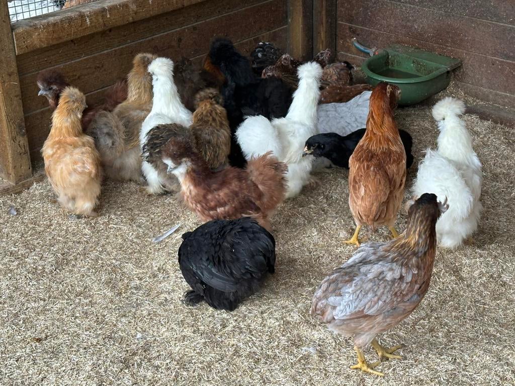 Cochin krielen : jonge dieren, Dieren en Toebehoren