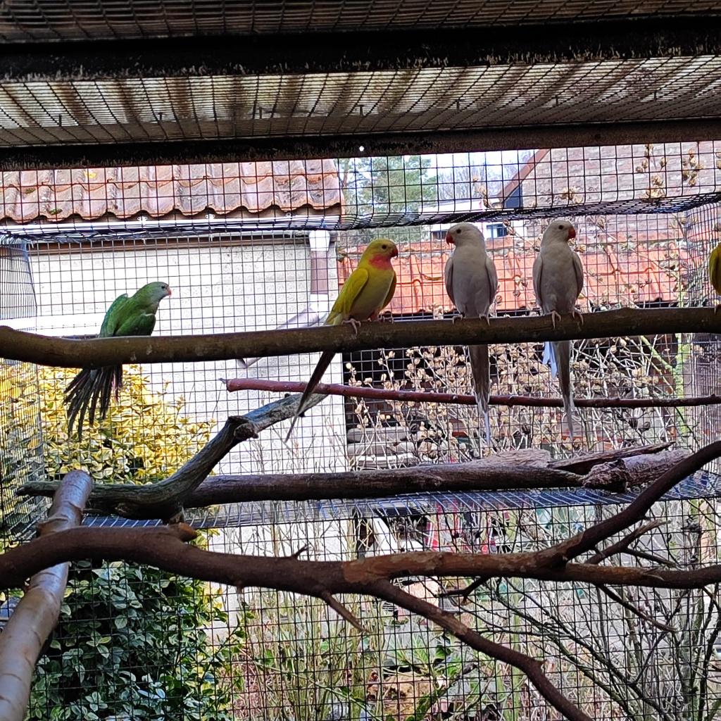 Baraband en Princes, Dieren en Toebehoren, Geringd