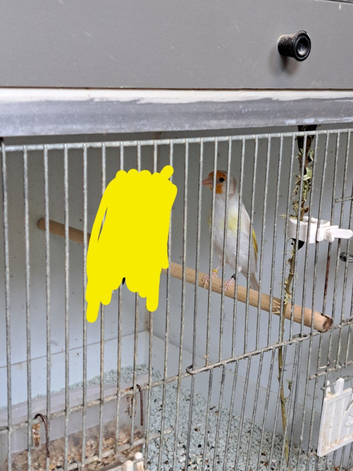 a vendre femelle chardonneret satiné 2025 :160€, Animaux & Accessoires, Femelle