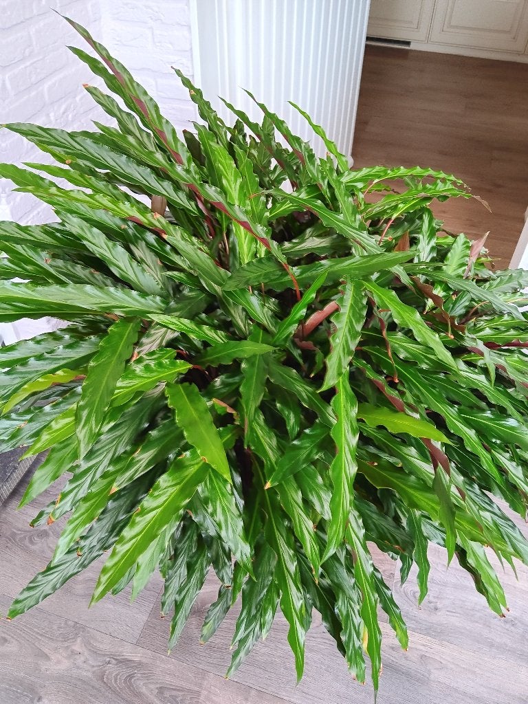 Kamerplant, Ophalen, Overige soorten, In pot, Minder dan 100 cm