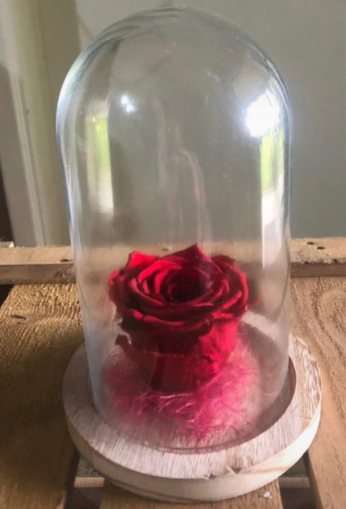 Cloche en verre avec rose éternelle rouge, Enlèvement, Neuf