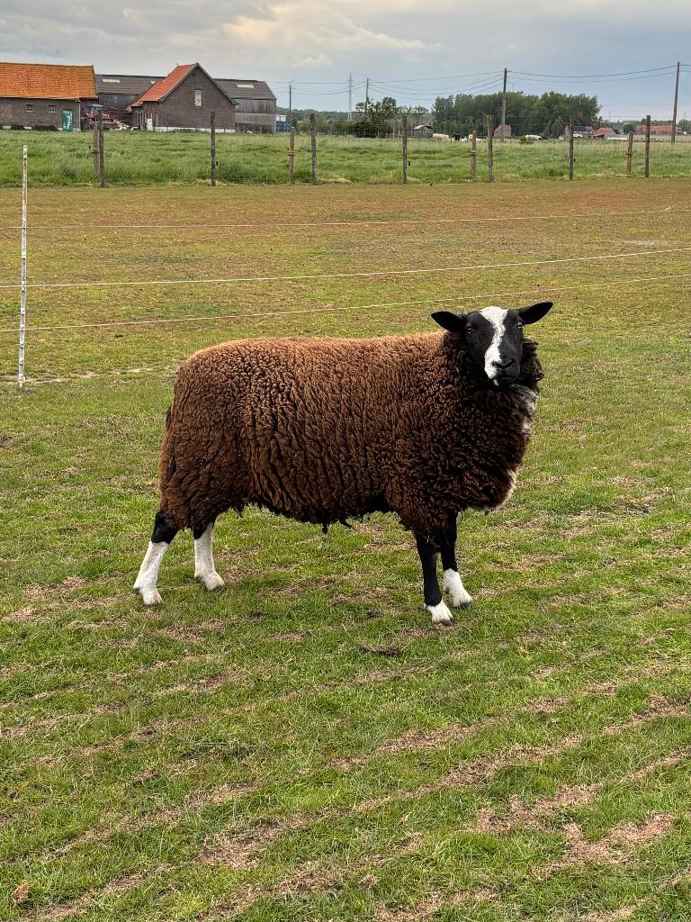 Ram, Dieren en Toebehoren, Schapen, Geiten en Varkens, Mannelijk, Schaap, 0 tot 2 jaar