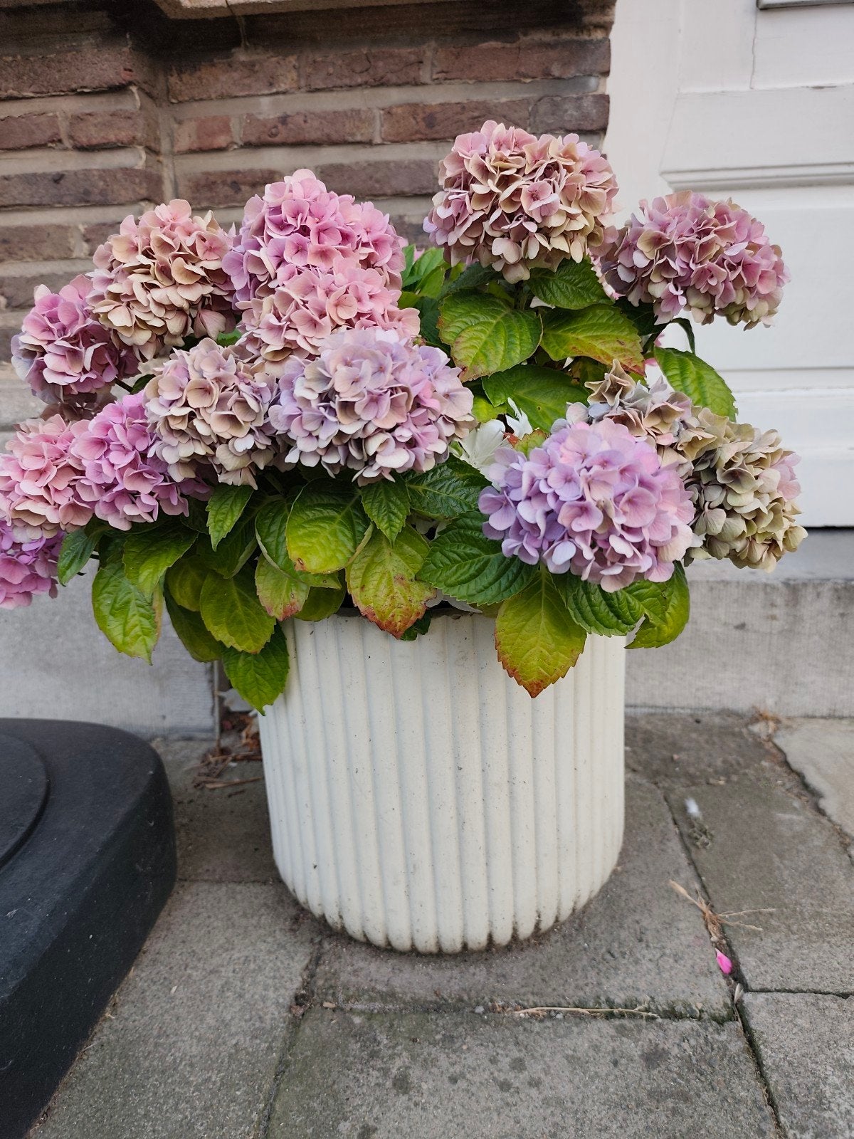 bloempotten met bloemen diam. 30 cm -  2st, Ophalen