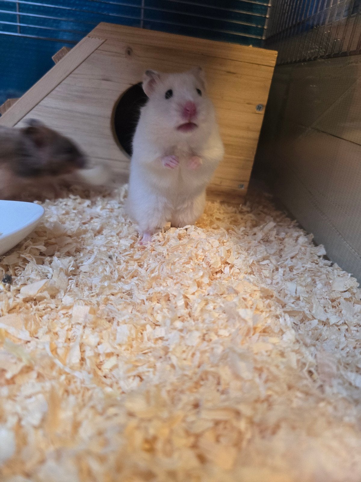 Hamsters te koop, April