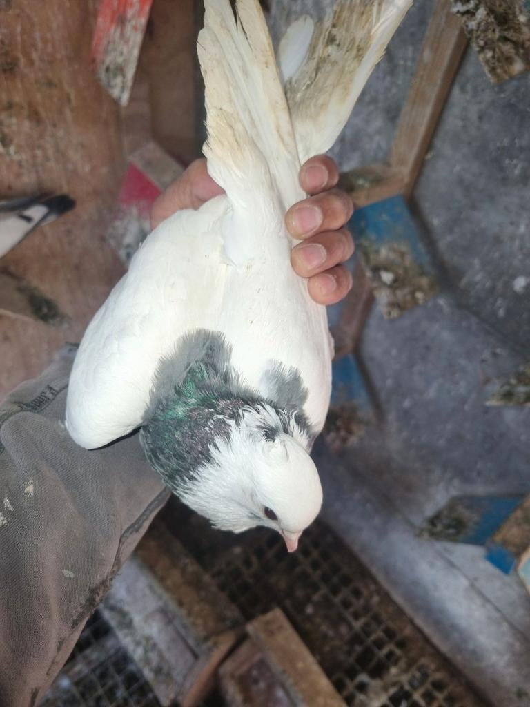 Doffer thoghi 20€, Dieren en Toebehoren, Pluimvee