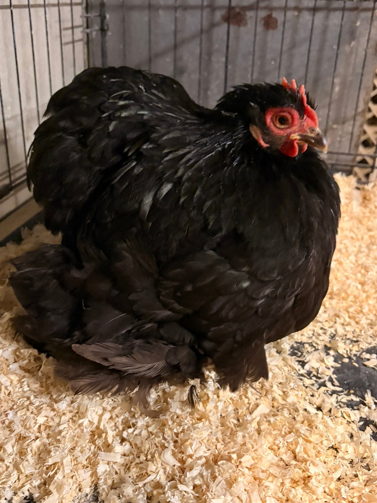 Poule Pékin, Femelle, Poule ou poulet