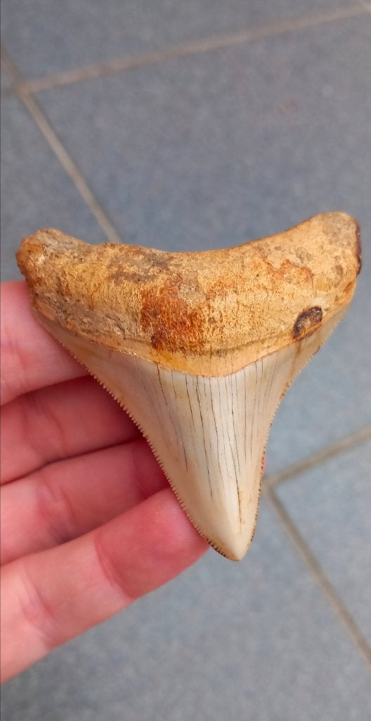 Mooie Megalodon haaientand fossielen, Verzamelen, Mineralen en Fossielen, Ophalen of Verzenden, Fossiel