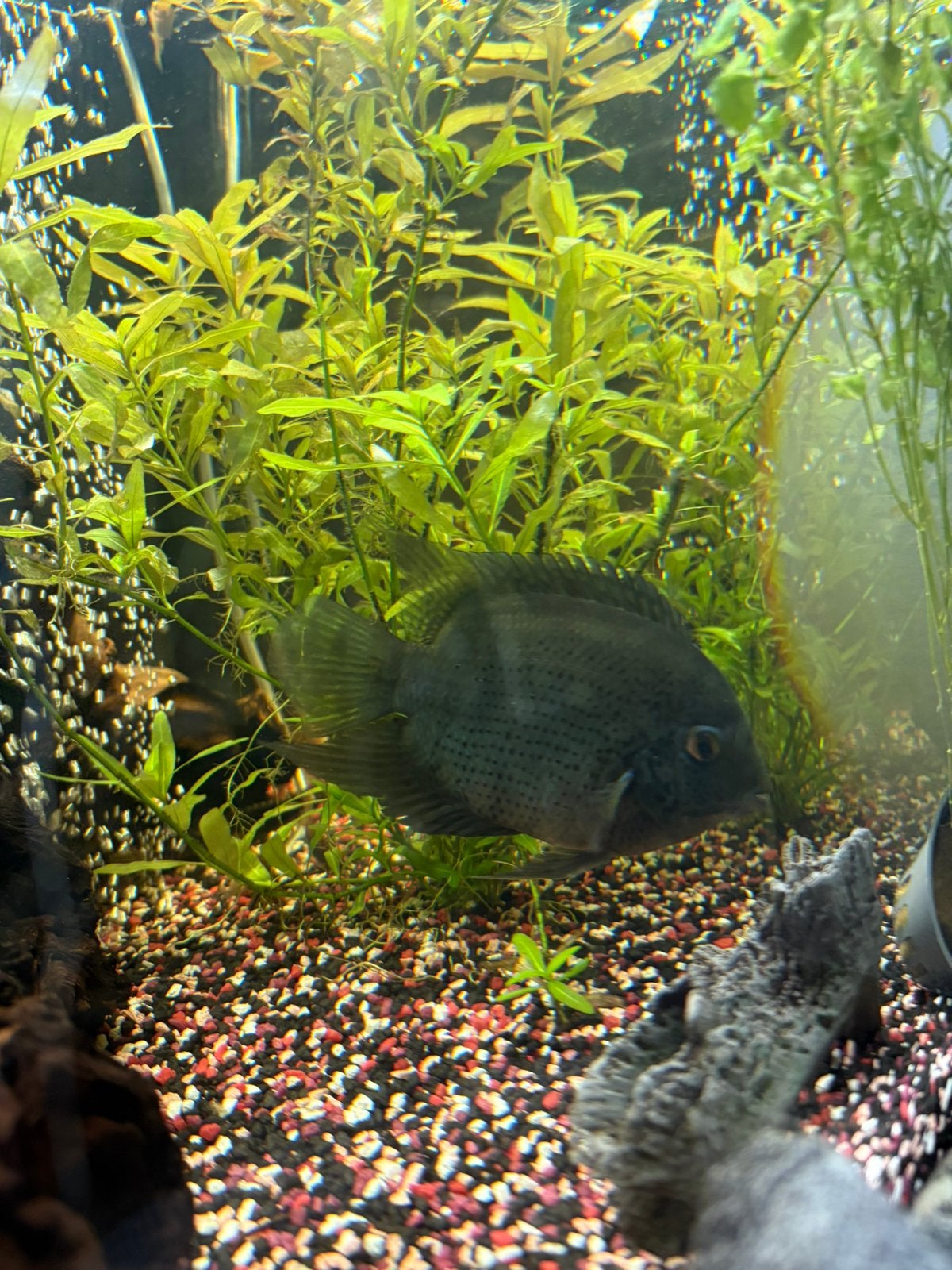 Blauwe acara (zuid-Amerikaanse cichlide), Dieren en Toebehoren, Vissen | Aquariumvissen, Vis, Zoetwatervis