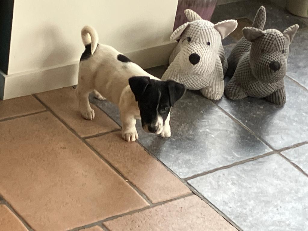 Jack russell pups, Particulier, Hépatite contagieuse (maladie de Rubarth), 8 à 15 semaines, Plusieurs