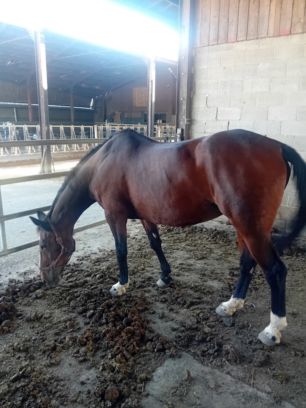 weidemaatje, Dieren en Toebehoren, Merrie, Springpaard, Met stamboom, Niet van toepassing