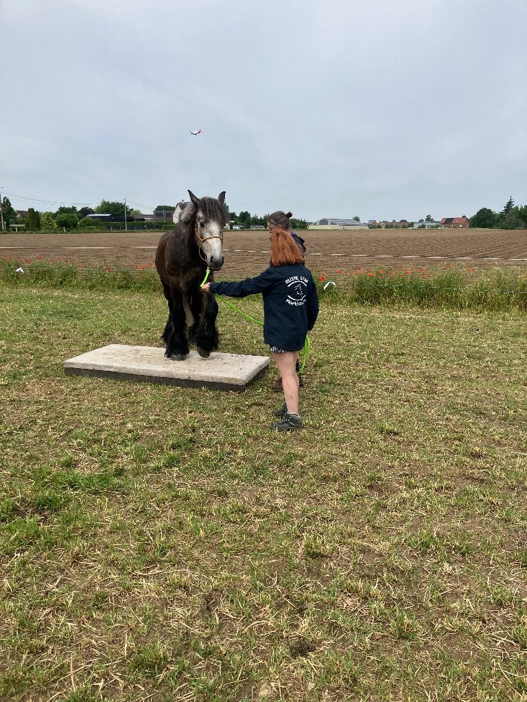 Belgisch trekpaard, Met stamboom, Ruin, Zadelmak, 3 tot 6 jaar