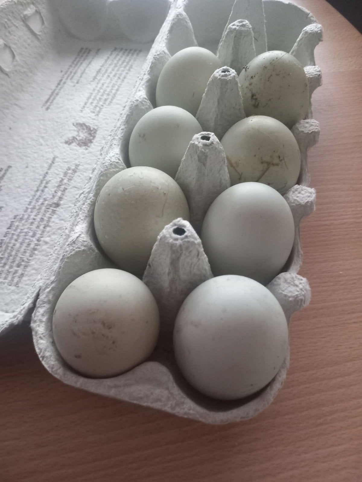 Eenden broedeieren