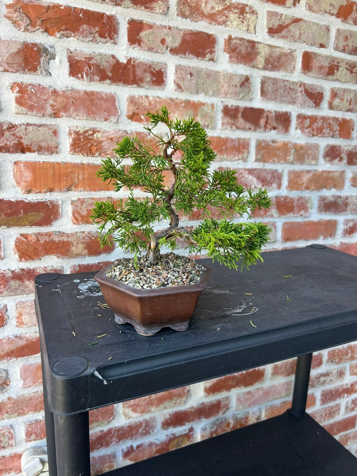 Bonsai itoigawa, Ophalen