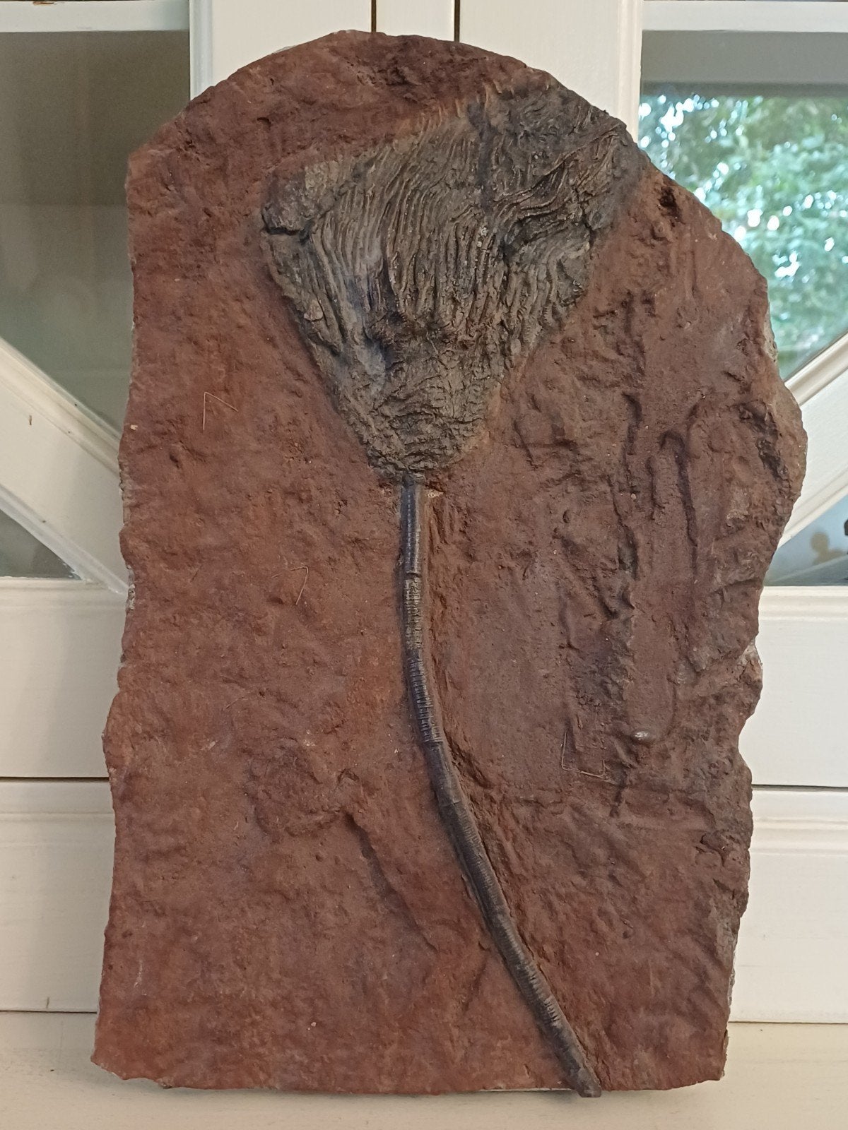 Grote fossiele zeelelie - Crinoidea - crinoïde, Ophalen of Verzenden, Fossiel