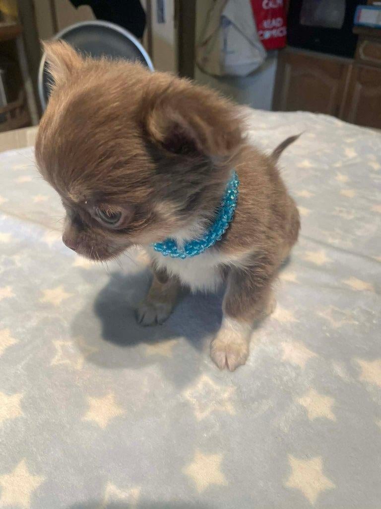 Chihuahua-pups mooi mini raszuiver zeer mooi kleintjes , België, Fokker | Hobbymatig, 8 tot 15 weken, Parvo