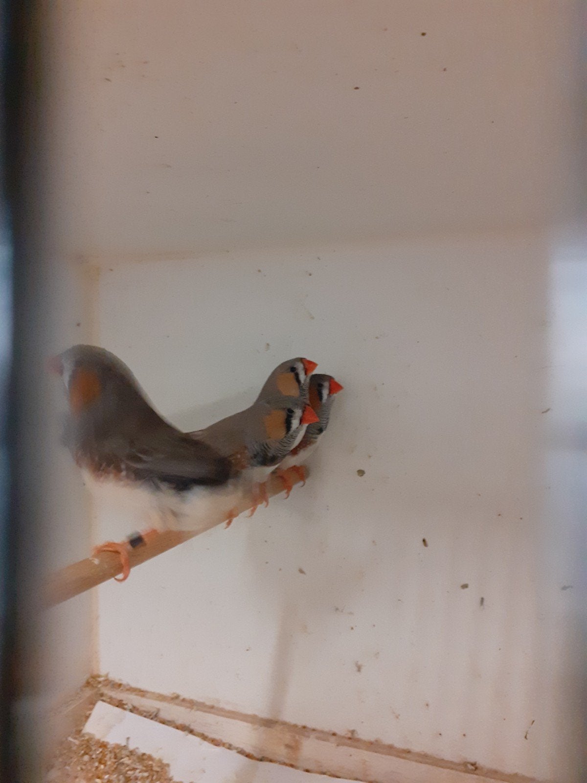 jonge zebravinken uit tt vogels, Animaux & Accessoires