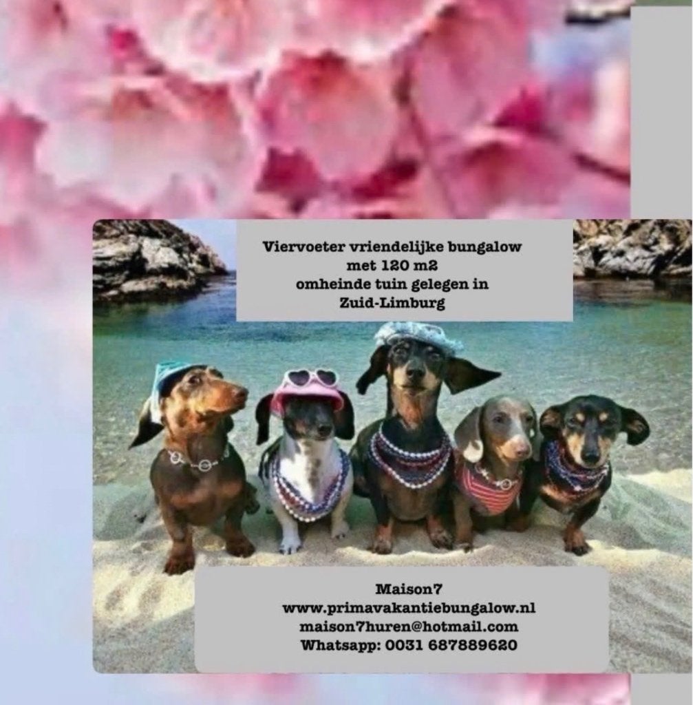Op vakantie in Zuid-Limburg hond gratis mee, Dieren en Toebehoren, Ophalen