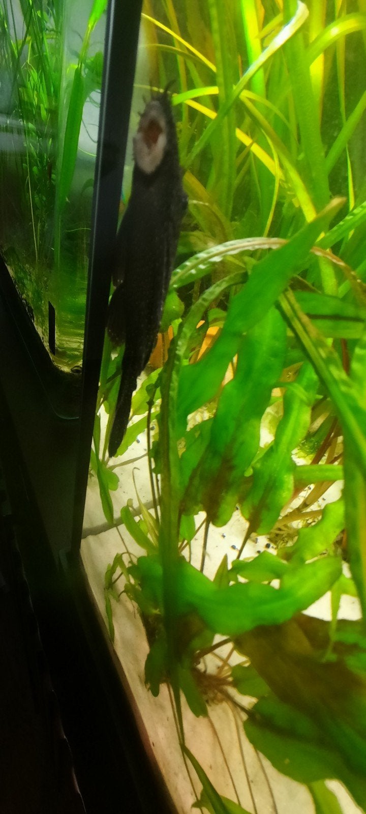Ancistrus à la menthe poivrée, Poisson, Poisson d'eau douce