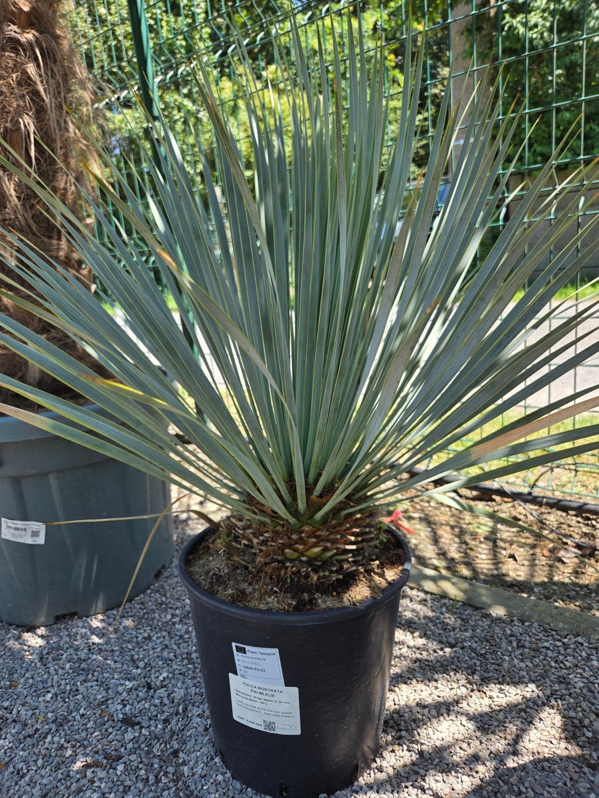 Yucca Rostrata met mooie volle kruin, Enlèvement