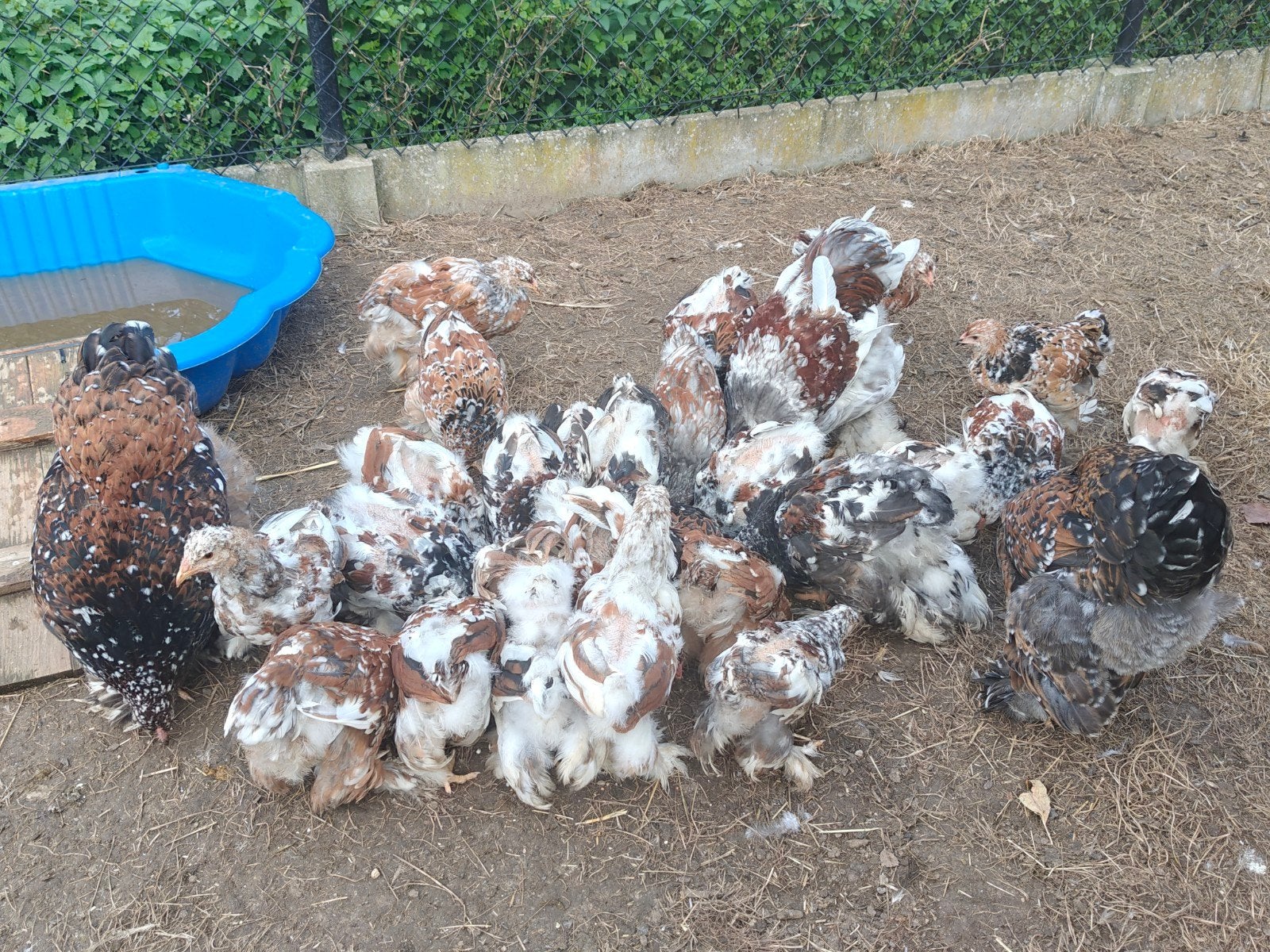 25 brahmas, Dieren en Toebehoren, Geslacht onbekend, Kip