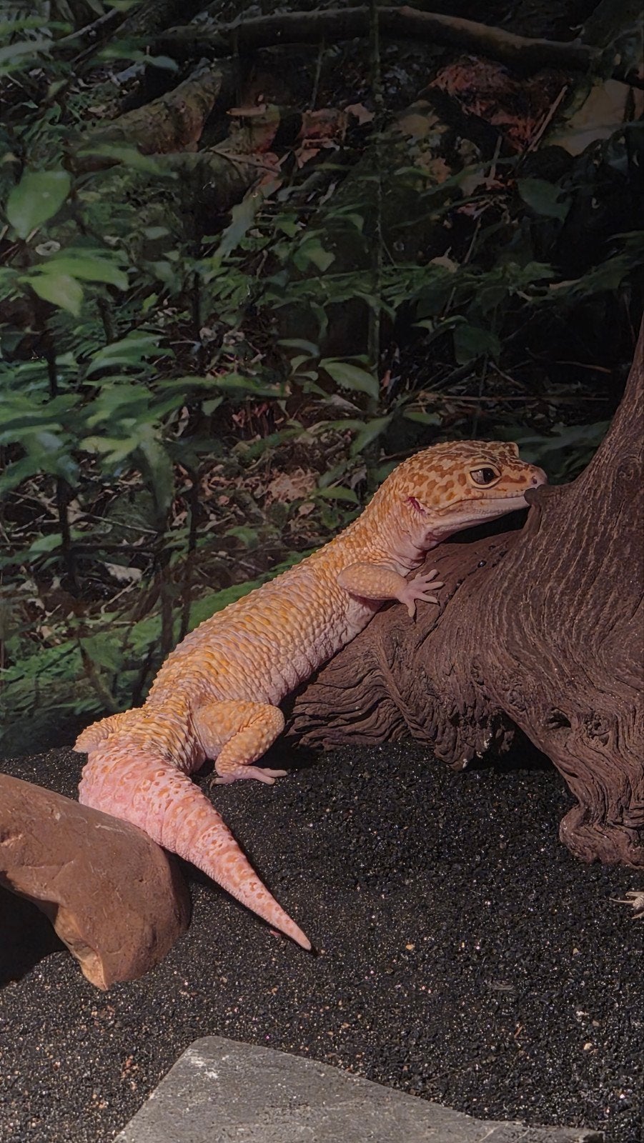 raptor het Murphy paternless leopard gecko., Dieren en Toebehoren, Reptielen en Amfibieën, Met terrarium