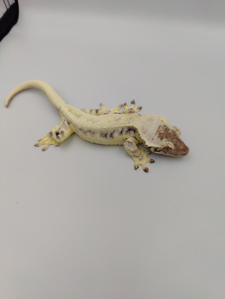 Wimpergekko frappuccino vrouw, Dieren en Toebehoren